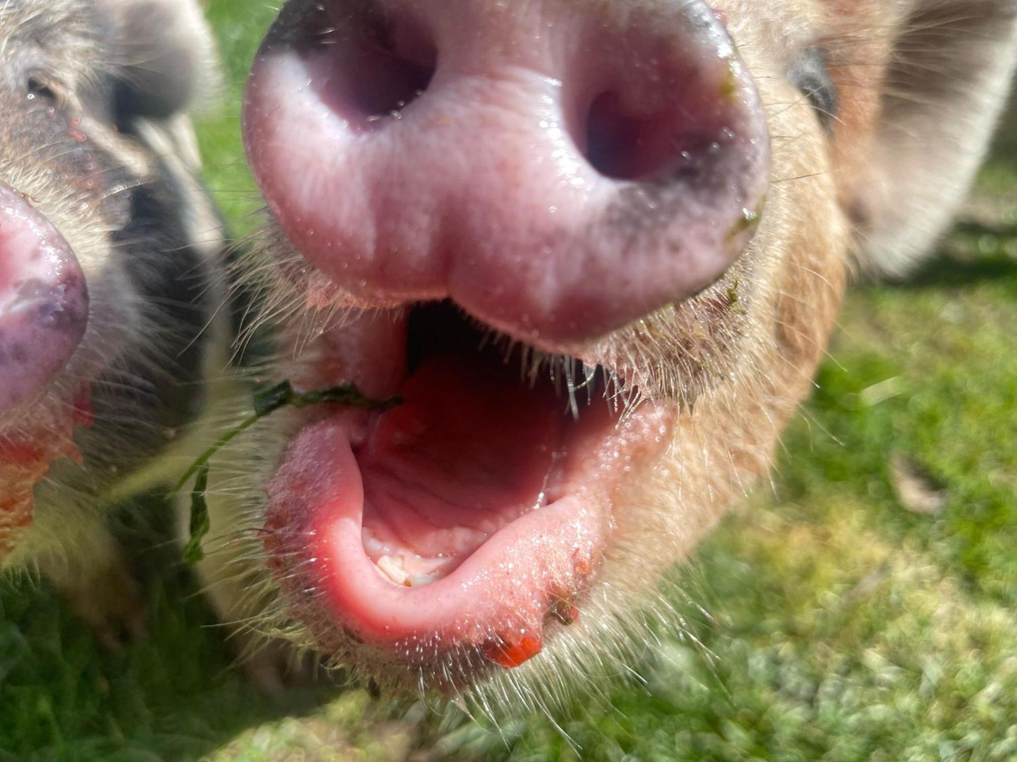 Ruby's Retreat! Farm Stay! North Devon! Sleeps 6! Beaches Exmoor! *